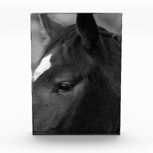 Bloc Photo Horse