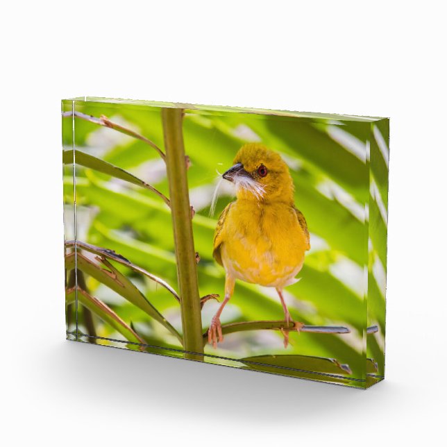 Bloc Photo Il est temps de construire le nid (Droite)