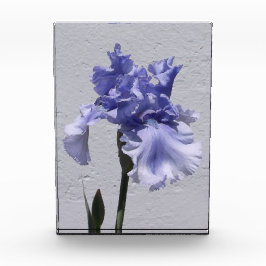 Bloc Photo Iris Bloom