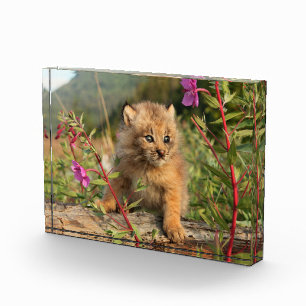 Bloc Photo Jeune Lynx du Canada, Alaska
