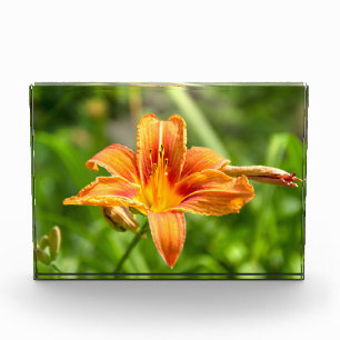 Bloc Photo Jolie grande fleur Lily photo