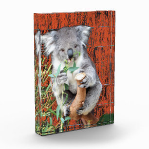 Bloc photo Koala Snack Time