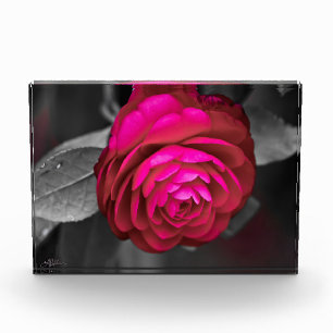 Bloc Photo La Camélia rose