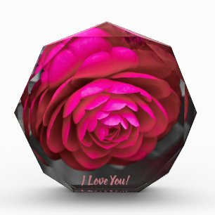 Bloc Photo La Camélia rose je t'aime !
