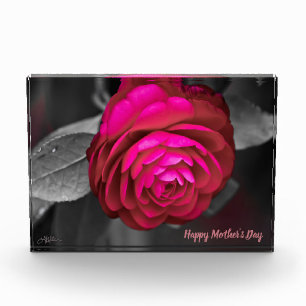 Bloc Photo La Camélia rose Joyeuse fête des mères