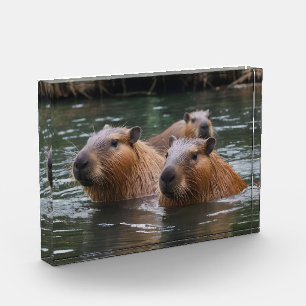 Bloc Photo La Nage Des Capybaras Dans La Rivière,