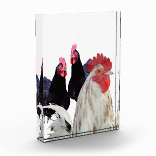 Bloc Photo "Le coq blanc et ses poules noires"