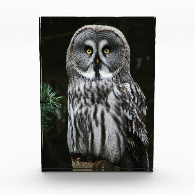 Bloc Photo Le grand hibou gris pbcnm (Devant)