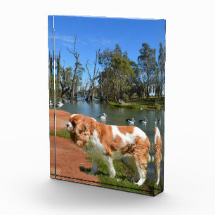 Bloc Photo Le Roi Charles Cavalier Spaniel À La Rivière,