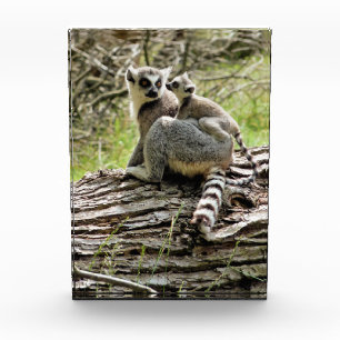 BLOC PHOTO LEMUR