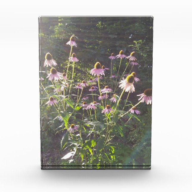 Bloc Photo Les fleurs d'échinacée au soleil (Devant)