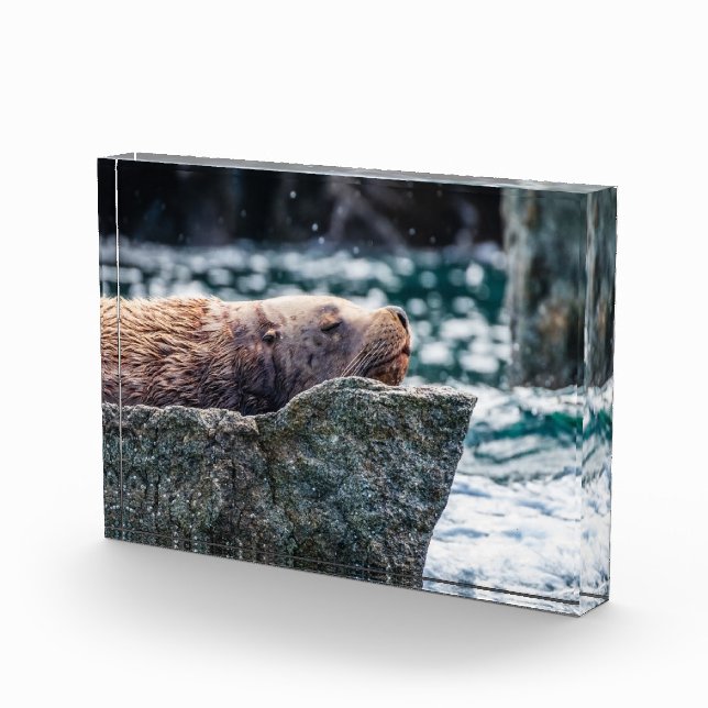 Bloc Photo Lion De Mer Dans La Baie De Résurrection, Alaska (Droite)