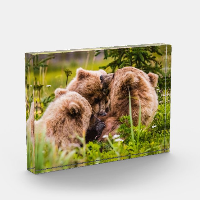 Bloc Photo Mama bear nourrit ses deux petits, Lake Clark Nati (Gauche)