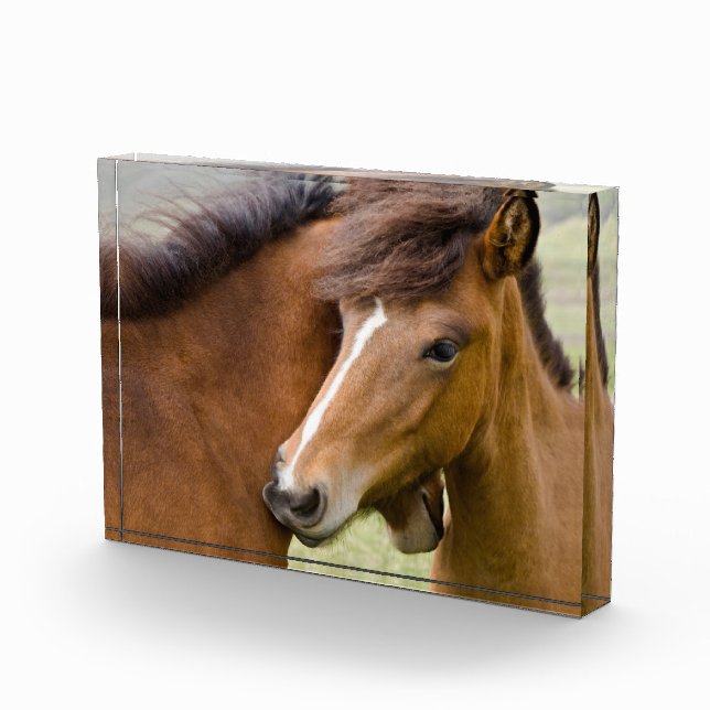 Bloc Photo Mare Et Colt (Droite)