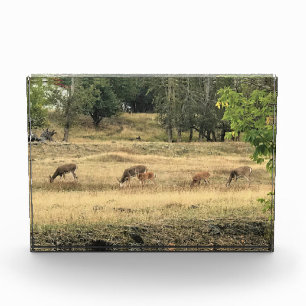 Bloc Photo Mule Deer dans un champ