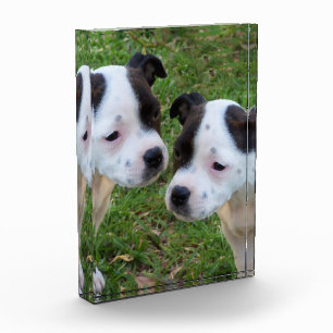 Bloc Photo Noir Blanc Staffordshire Bull Terrier Chiots,