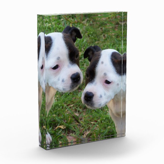 Bloc Photo Noir Blanc Staffordshire Bull Terrier Chiots, (Gauche)