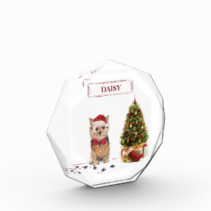 Bloc Photo Norfolk Terrier Drôle chien de Noël avec arbre