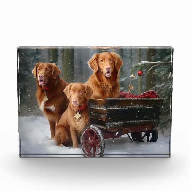 Bloc Photo Nouvelle-Écosse Duck Toller Retriever Snowden (Devant)