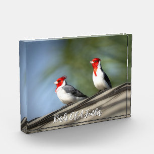 Bloc Photo Oiseaux de même plumage Cardinaux à crête rouge Ha