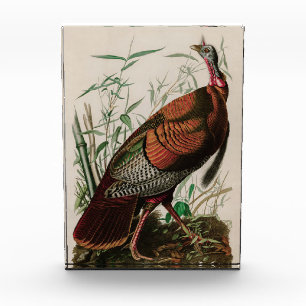 Bloc Photo Oiseaux sauvages de Turquie d'Amérique Audubon Im
