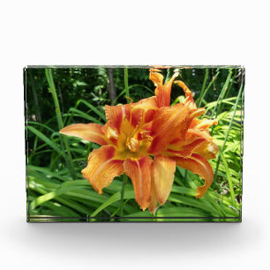 Bloc Photo Orange Fleurs diurnes horizontales