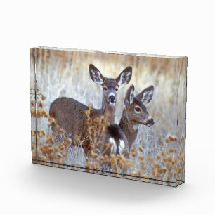 Bloc Photo Paire de cerfs mulet sauvages   Californie