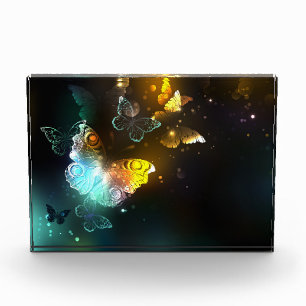 Bloc Photo Papillon lumineux et papillons de nuit