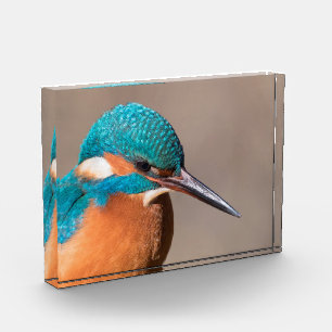 Bloc Photo Photo de la nature de Kingfisher