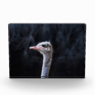 Bloc Photo Photographie d'autruche