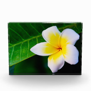 Bloc Photo Photographie de fleurs de plumeria