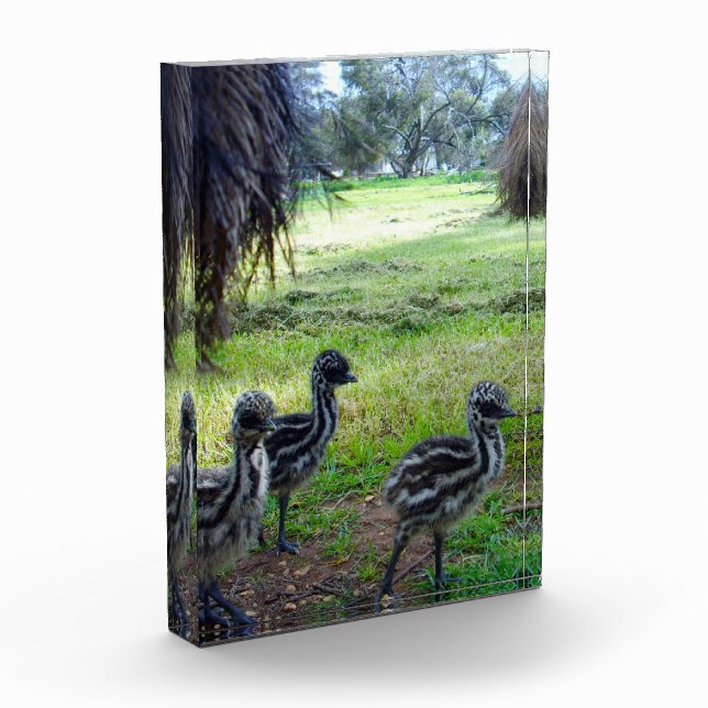 Bloc Photo "Plumes de l'avenir : trois bébés pousses Emu" (Gauche)