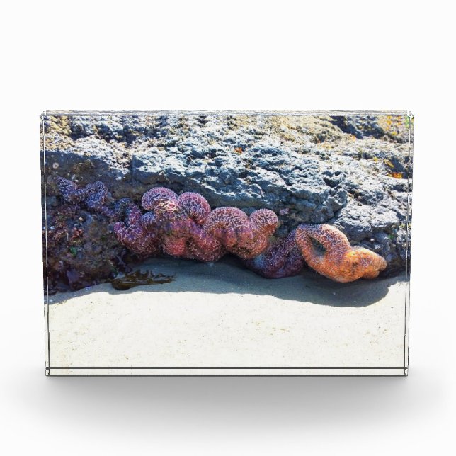 Bloc Photo Poisson étoilée colorée à Bob Creek, OU (Devant)