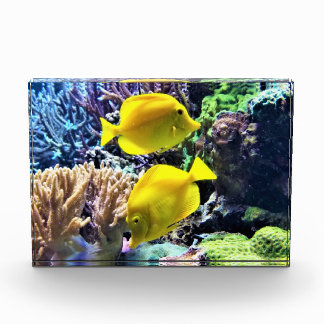 Bloc Photo Poisson Hawaïen Tang Jaune