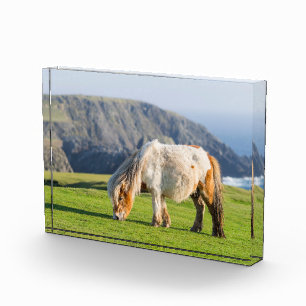 Bloc Photo Poney Shetland dans un pâturage près de hautes fal