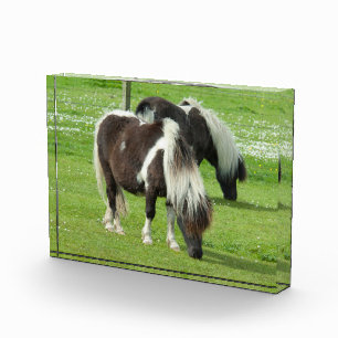 Bloc Photo Poneys de peinture Shetland pur-sang