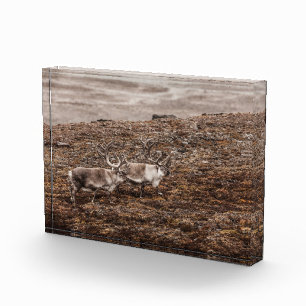 Bloc Photo Poster photo Reindeer Nature