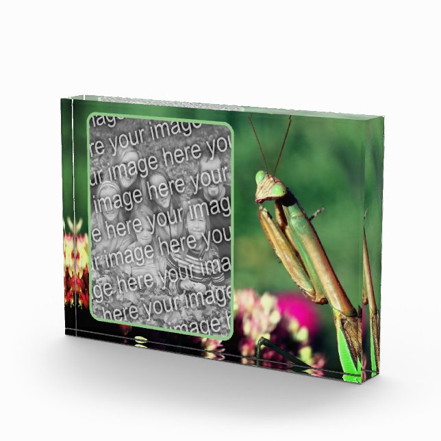 Bloc Photo Priez Mantis Créez Votre Propre (Droite)