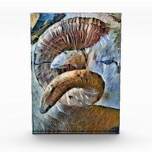 BLOC PHOTO RAM SHEEP FARM ANIMAL
