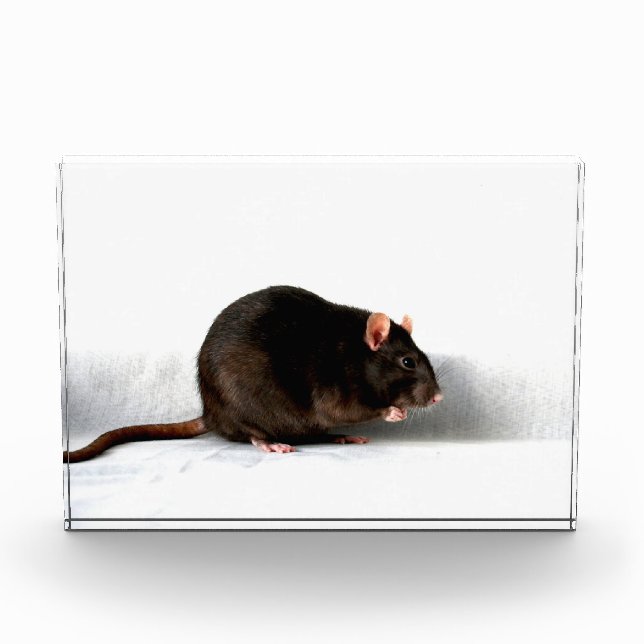 Bloc Photo Rat pbcn (Devant)