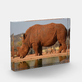 Bloc Photo Rhino avec boue sur la peau photo
