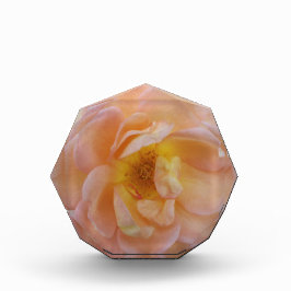 Bloc Photo Rose couleur bracelet