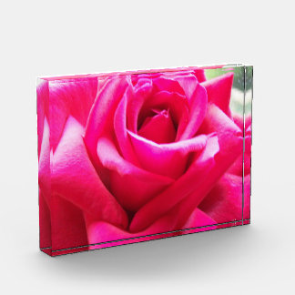 Bloc Photo Rose rose