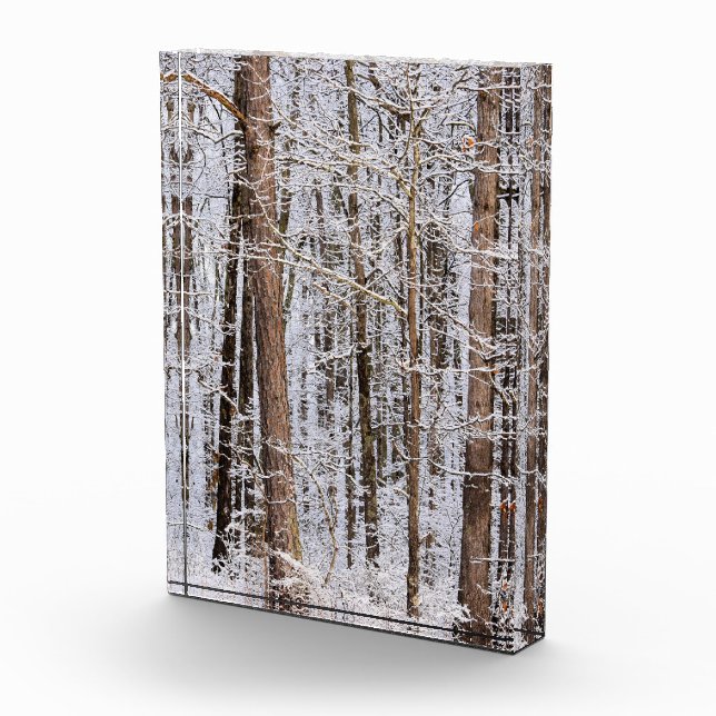 Bloc Photo Tempête glaciaire d'hiver dans la forêt (Droite)