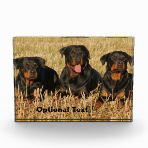 Bloc Photo Trois chiens Rottweiler - Pack de Rotties
