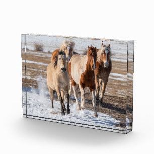 Bloc Photo Troupeau de chevaux de race mixte courant dans la