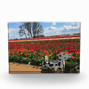 Bloc Photo Tulip Field avec Toy Cow, Oregon