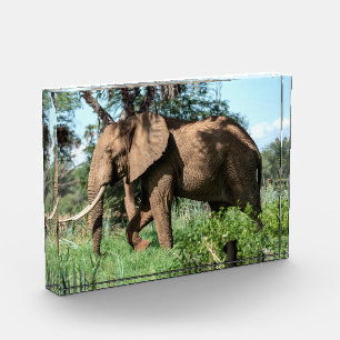 Bloc Photo Un éléphant africain au Safari