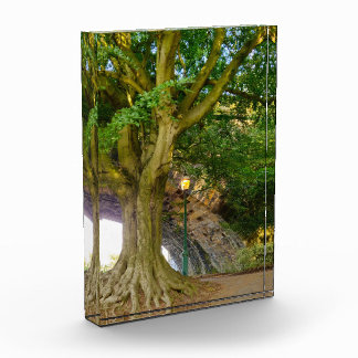 Bloc Photo Vieux Arbre