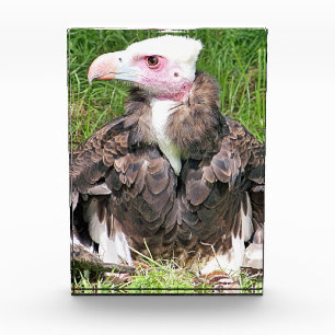 BLOC PHOTO VULTURE